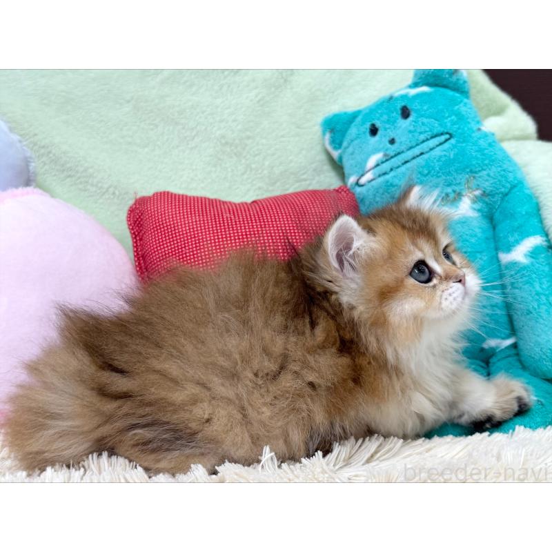 成約済の大阪府のブリティッシュショートヘア-124621の2枚目